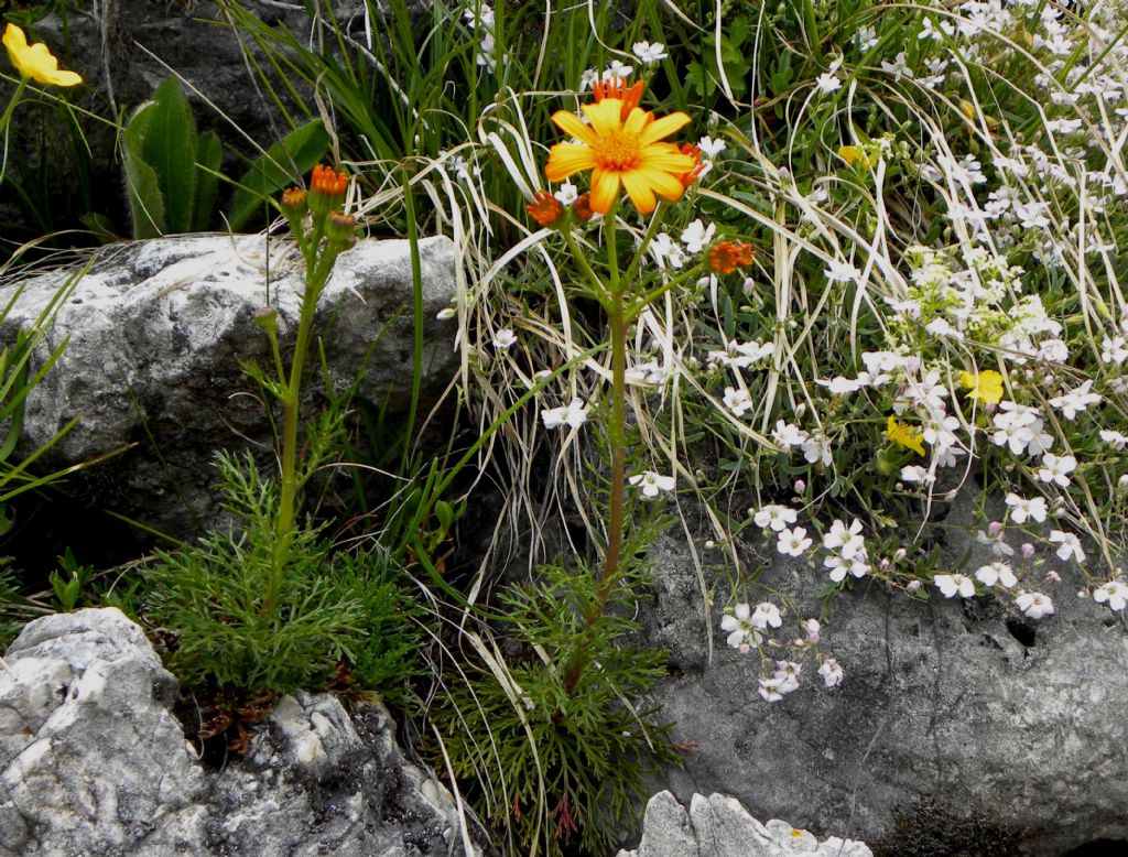 Senecio? quale?